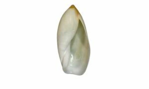 Wide mouth ancilla - Sada kola koyre (সাদা কালা করি) - Ancilla ampla - Type: Sea_snails