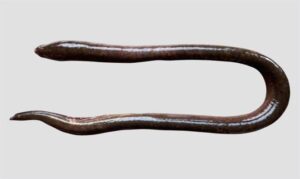 Indian mottled eel, Giant mottled eel - Baim mach (বাইম মাছ), Bamosh ( বামোশ), Baow baim (বাওয়া বাইম) - Anguilla bengalensis - Type: Bonyfish