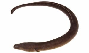 Indonesian shortfin eel - Baim mach (বাইম মাছ) - Anguilla bicolor - Type: Bonyfish