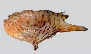 Shaggy angler, Zebra Frogfish - Dora bang mach (ডোরা ব্যাং মাছ), Achila (আচিলা), Koniari (কোনিয়ারি), Tiktiki (টিকটিকি) - Antennarius hispidus - Type: Bonyfish