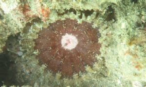 Sea Anemone - Not Known. - Anthopleura sp. - Type: Sea_annemone