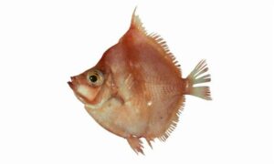 Indo-Pacific Boarfish - Not Known - Antigonia rubescens - Type: Bonyfish