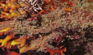 Not Known - Not Known - Antithamnion delicatulum - Type: Seaweeds