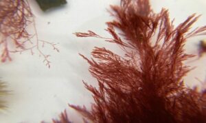 Not Known - Not Known - Antithamnionella floccosa - Type: Seaweeds