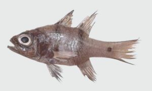 Twinbar cardinalfish - Duidagi duiddya (দুইদাগি দুইদ্দ্যা) - Apogonichthyoides sialis - Type: Bonyfish
