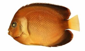 Yellowtail angel fish - Holud leji pori (হলুদলেজী পরী) - Apolemichthys xanthurus - Type: Bonyfish
