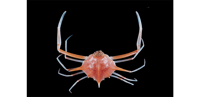 Arcania Septemspinosa Marine Biodiversity Portal Of Bangladesh