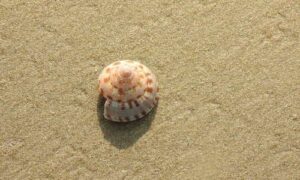 Small Sundial, Smooth Sundial - Sati Shamuk (সাতি শামুক) - Architectonica laevigata - Type: Sea_snails