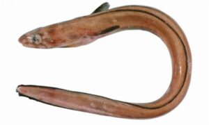Silvery conger - Rupali kamila (রুপালী কামিলা), Kamila (কামিলা) - Ariosoma anago - Type: Bonyfish