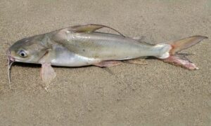 Threadfin sea catfish, Hamilton catfish - Kata mach (কাটা মাছ), Gongra (গংরা), Guizza(গুইজ্জা), Suta kata mach(সুতা কাটা মাছ), Tangra (ট্যাংরা), Mothura (মথুরা) - Arius arius - Type: Bonyfish