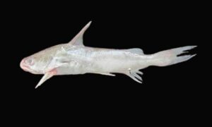 Gagora catfish - Gyagra kata (গ্যাগরা কাঁটা) - Arius gagora - Type: Bonyfish