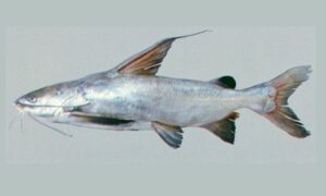 River catfish - Kata mach (কাঁটামাছ) - Arius jatius - Type: Bonyfish