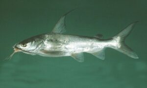 Blackfin sea catfish - Kata chanda (কাঁটা চান্দা), Lata chanda (লাটা চান্দা) - Arius jella - Type: Bonyfish