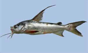 Spotted catfish,sea catfish - Fota kata mach (ফোটা কাটা মাছ), Kata veni (কাটা ভেনি),Guizza mach (গুইজ্জা মাছ) - Arius maculatus - Type: Bonyfish