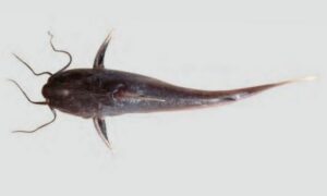 Yellow Sea Catfish, Marine Catfish, Veined catfish - Kata veni (কাটা ভেনী) - Arius venosus - Type: Bonyfish