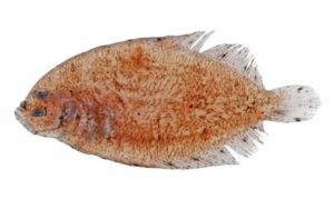 Spotless lefteye flounder - Chepta machh (চ্যাপ্টা মাছ) - Arnoglossus aspilos - Type: Bonyfish