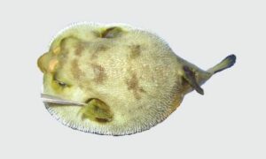 Immaculate puffer, Immaculate Blowfish - Bagha potka (বাঘা পটকা), Potka (পটকা) - Arothron immaculatus - Type: Bonyfish