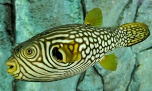 Reticulated Puffer fish - Badami potka (বাদামি পটকা), Rekha potka (রেখা পটকা) - Arothron reticularis - Type: Bonyfish