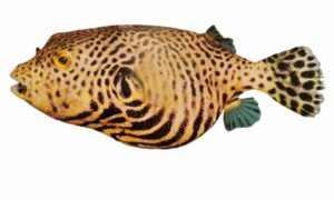Starry Puffer, Starry Puffer fish, Starry Blow fish - Chita Potka (চিতা পটকা), Badami potka (বাদামি পটকা) - Arothron stellatus - Type: Bonyfish
