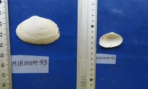 Pacific asaphis - Dagi zhinuk (দাগী ঝিনুক) - Asaphis violascens - Type: Bivalve