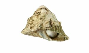 Half ribbed/star shell - Tona shamuk (টোনা শামুক) - Astralium semicostatum - Type: Sea_snails