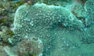 Not known - Not Known. - Astreopora incrustans - Type: Hardcorals