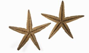 Starfish, Sea star - Taramachh (তারা মাছ) - Astropecten euryacanthus - Type: Sea_star