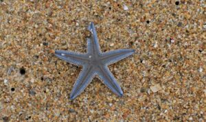 Starfish, Sea star - Taramachh (তারা মাছ) - Astropecten indicus - Type: Sea_star