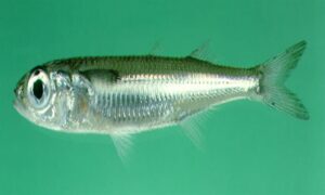 Wide-banded hardyhead silverside - Not known - Atherinomorus lacunosus - Type: Bonyfish