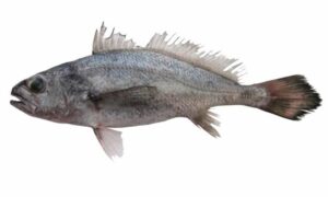Blackmouth croaker - Kalomukhi Poa (কালোমুখী পোয়া) - Atrobucca nibe - Type: Bonyfish