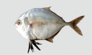 Cleftbelly Trevally, Blackfin Jack, Cleftbelly Kingfish - Genda Mouri (গেন্দা মৌরি), Tek chanda (টেক চান্দা) - Atropus atropos - Type: Bonyfish