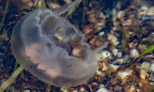 Moon jellyfish - Jellyfish (জেলিফিশ) - Aurelia aurita - Type: Jellyfish