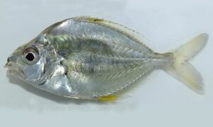 Striped ponyfish - Dagi chanda (দাগী চান্দা) - Aurigequula fasciata - Type: Bonyfish