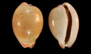 Reeves cowrie - Kori (কড়ি) - Austrocypraea reevei - Type: Sea_snails
