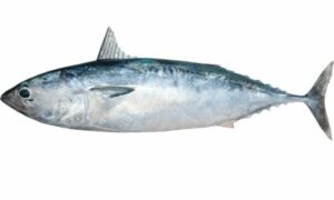 Bullet Tuna - Bom maittya (বম মাইট্টা), Tuna machh (টুনা মাছ) - Auxis rochei - Type: Bonyfish