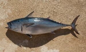 Frigate tuna, Frigate Mackerel, Bullet Mackerel - Joddha tuna (যোদ্ধা টুনা), Tuna machh (টুনা মাছ) - Auxis thazard - Type: Bonyfish