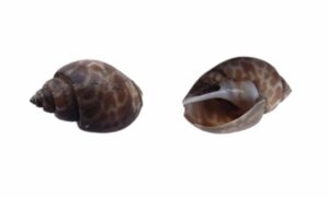 Spiral babylon, Japanese babylon, Ivory whelk - Ful kori (ফুল করি) - Babylonia spirata - Type: Sea_snails