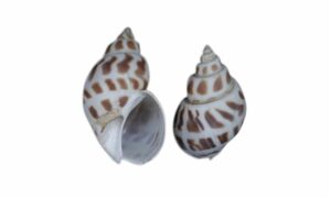 Maculated ivory whelk - Ful kori (ফুল করি) - Babylonia areolata - Type: Sea_snails