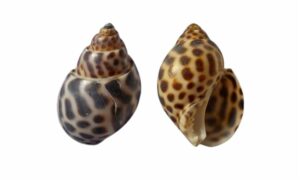Borneensis babylon - Nakful (নাকফুল) - Babylonia borneensis - Type: Sea_snails