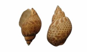 Japanese Babylon or Japanese ivory shell,( wiki) - - Babylonia japonica - Type: Sea_snails