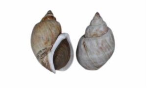 Lutosa babylon, Mud ivory whelk - Nakful (নাকফুল) - Babylonia lutosa - Type: Sea_snails