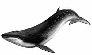 Bryde's whale - Bridis timi (ব্রিদিশ তিমি), Timi (তিমি) - Balaenoptera brydei - Type: Whales