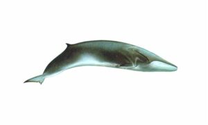 Fin whale - Timi (তিমি), Timi Mach (তিমি মাছ) - Balaenoptera physalus - Type: Whales