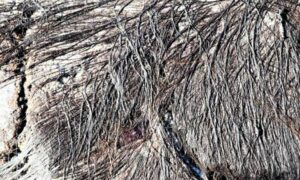 Velvet thread weed - Not Known - Bangia fuscopurpurea - Type: Seaweeds