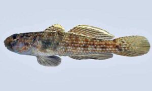 Notch-tongue goby - Dagi bele (দাগি বেলে) - Bathygobius curacao - Type: Bonyfish