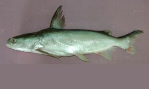 Beardless sea catfish - Katabukha (কাটা বুখা) - Batrachocephalus mino - Type: Bonyfish