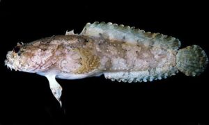 Three-spined frogfish - Te-Kata byang mach (তে কাটা ব্যাং মাছ) - Batrachomoeus trispinosus - Type: Bonyfish
