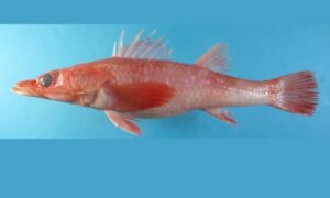 Deepwater flathead, Red Flathead - Baila (বাইলা) - Bembras japonica - Type: Bonyfish