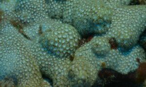 Anemone coral - Not Known. - Bernardpora stutchburyi - Type: Hardcorals