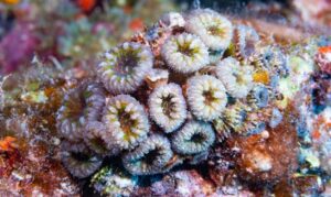 Branched cup coral - Not Known. - Blastomussa wellsi - Type: Hardcorals